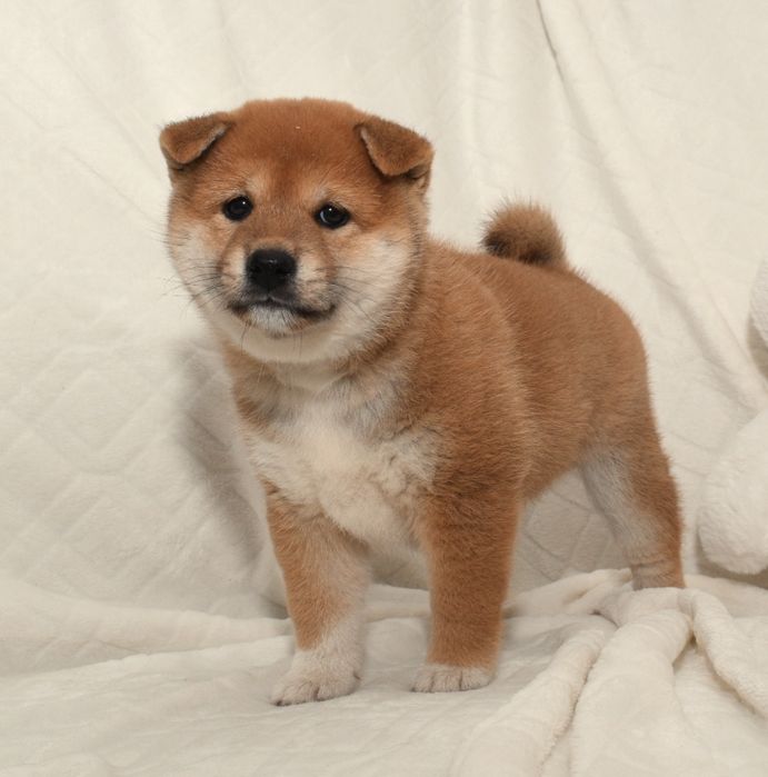 Czerwona suczka Shiba Inu FCI ZKwP gotowa do odbioru