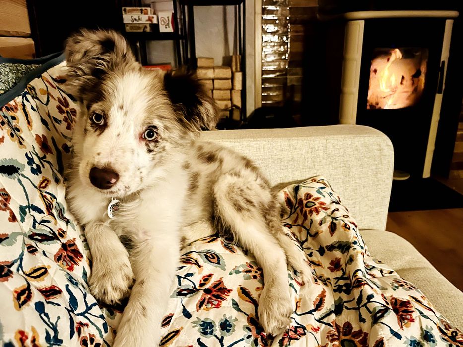 Suczka 5 mies. | red merle | rodowód | paszport | bogata wyprawka