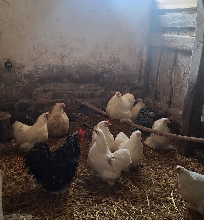 Kury Kochinki 10-miesięczne