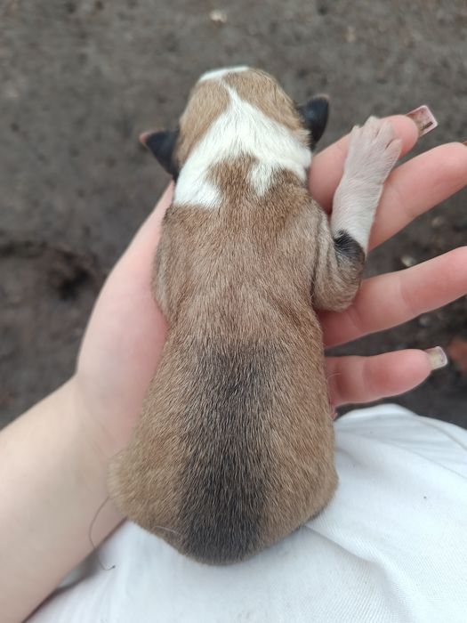 Щенки бесплатно в добрые руки