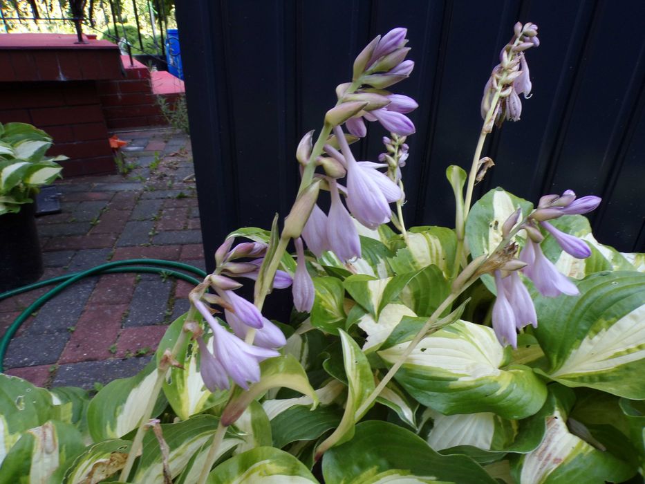 Hosta, szybko rosnąca, duża mocna sadzonka