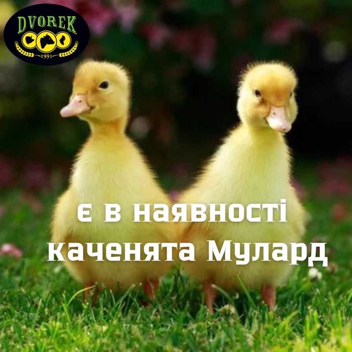 Каченята МУЛАРД продаємо