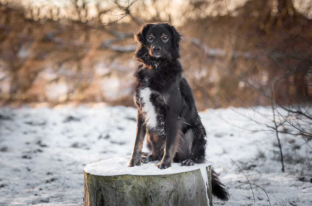 Kochany Roki czeka na swój dom