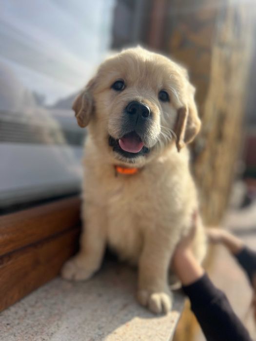 Szczeniak Golden Retriever Suczka Sunia z rodowodem
