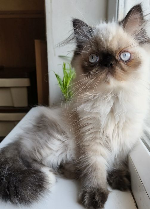 Персидські кошенята