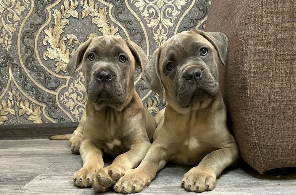 кане корсо з документами КСУ