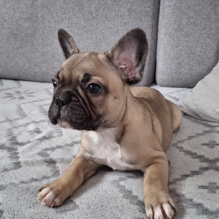 Buldog francuski