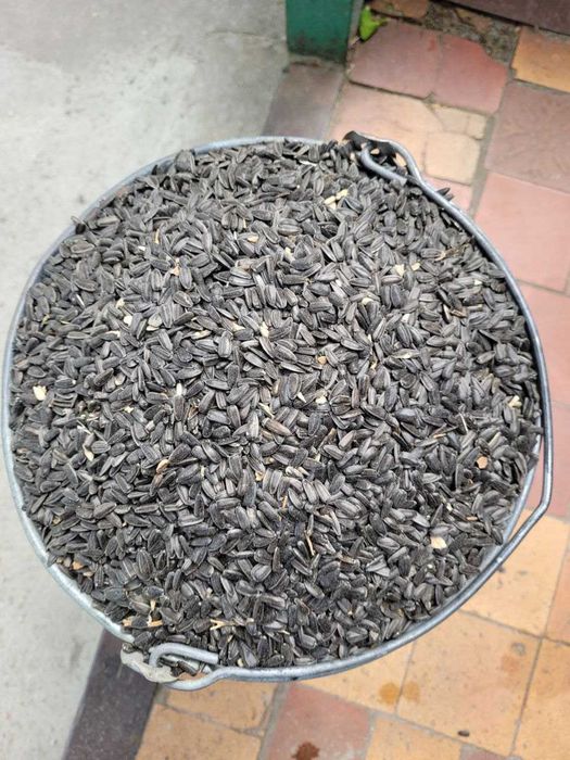 Соняшник подсолнух семочка