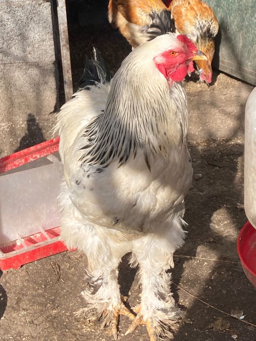 Galos várias raças