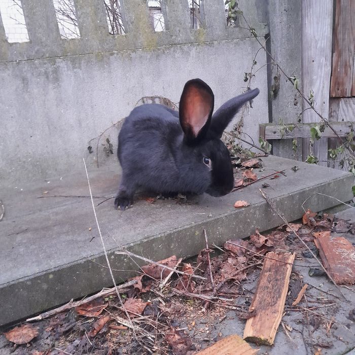 Sprzedam/zamienię królika