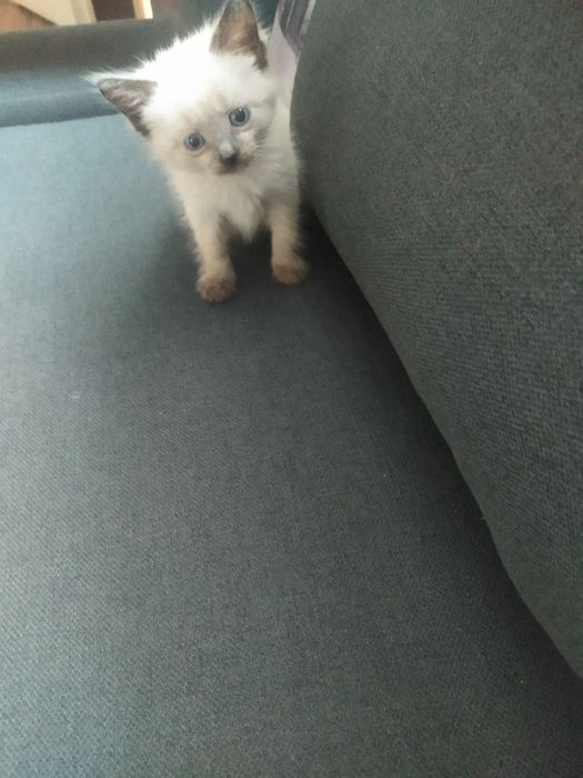 Дівчинка сіамка.