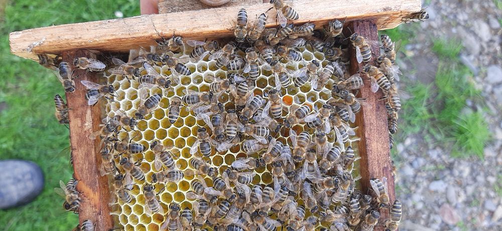 Бджоломатки карпатка, карніка сезон 2026