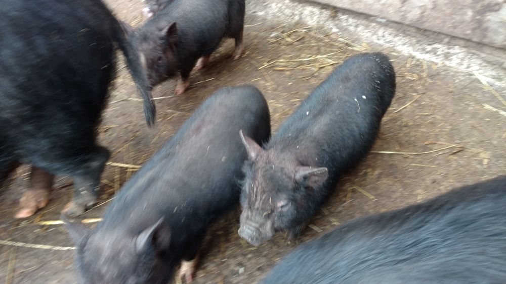 В'єтнамські поросята вислобрюхі чорні свині