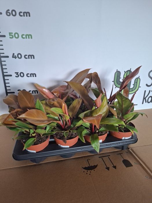 Philodendron ‘Prince of Orange’ Filodendron, WYSYŁKA