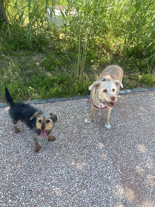 Dog walking na zona de oeiras