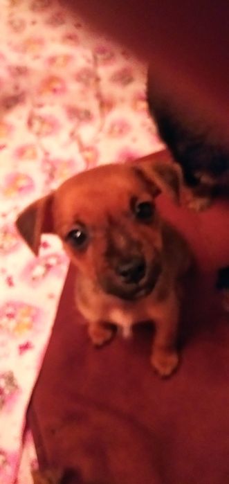 Славная девочка ищет новую семью.