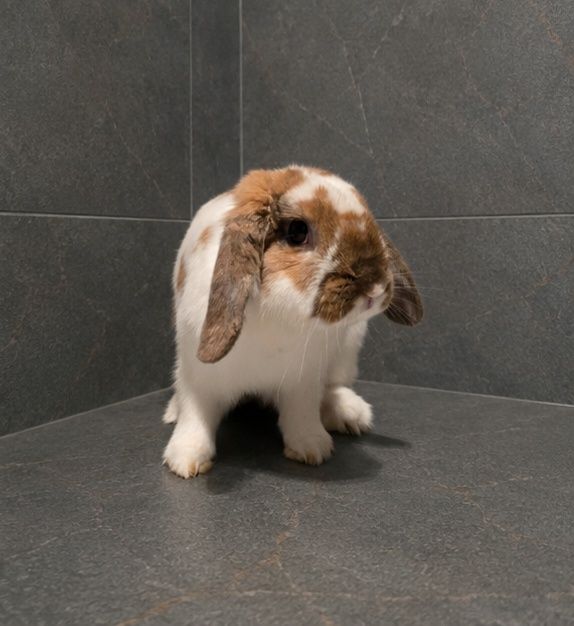 Królik do adopcji
