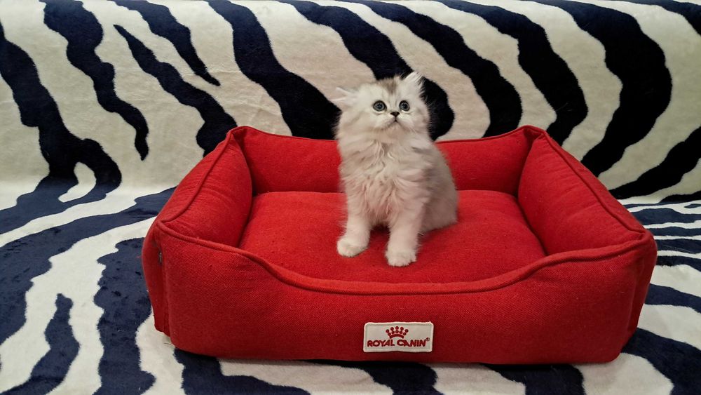 Шотландская пушистая девочка модного окраса серебристая шиншилла.