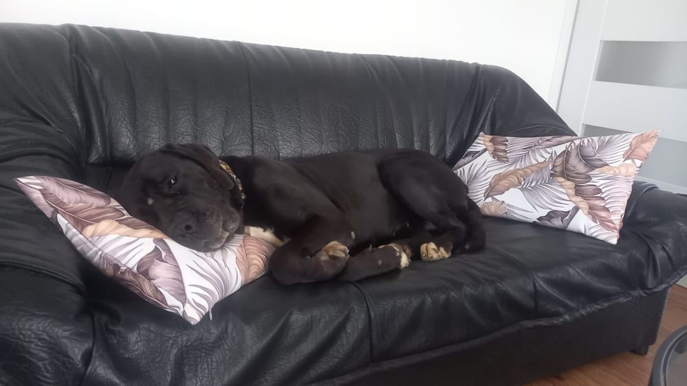 Jenny suka o wielkim sercu