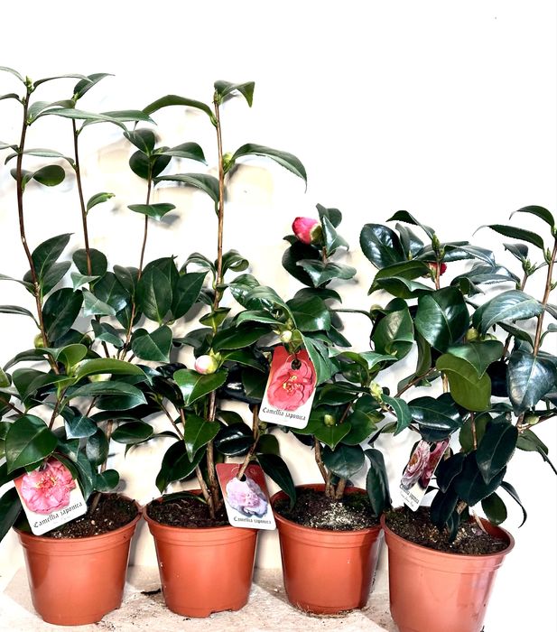 Камеліі в асортименті. Доставка по Україні.