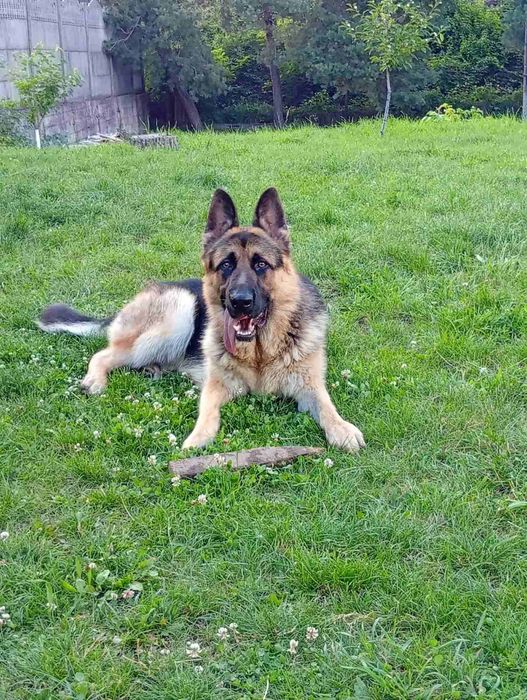 Кобель німецької вівчарки для в'язки