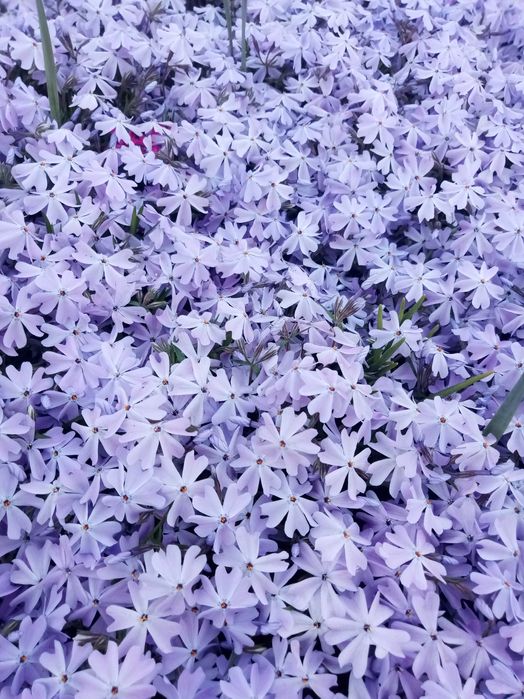 Флоксы, коврик почвопокровный