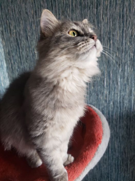 дівчинка безкоштовно