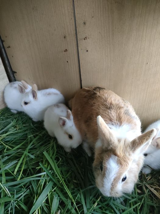 Króliczki miniaturki