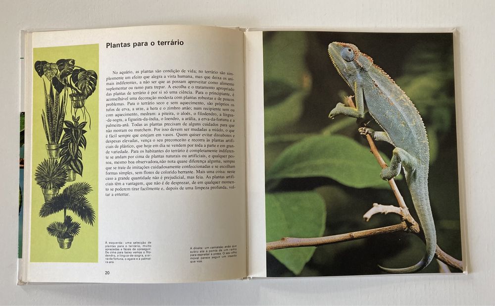 Livro Animais em Casa - Verbo Juvenil (Vintage)