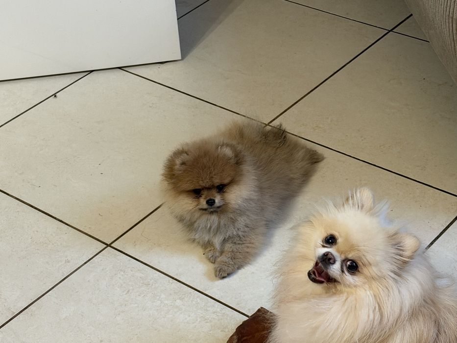 Szpic miniaturowy pomeranian  Mega mis FCI