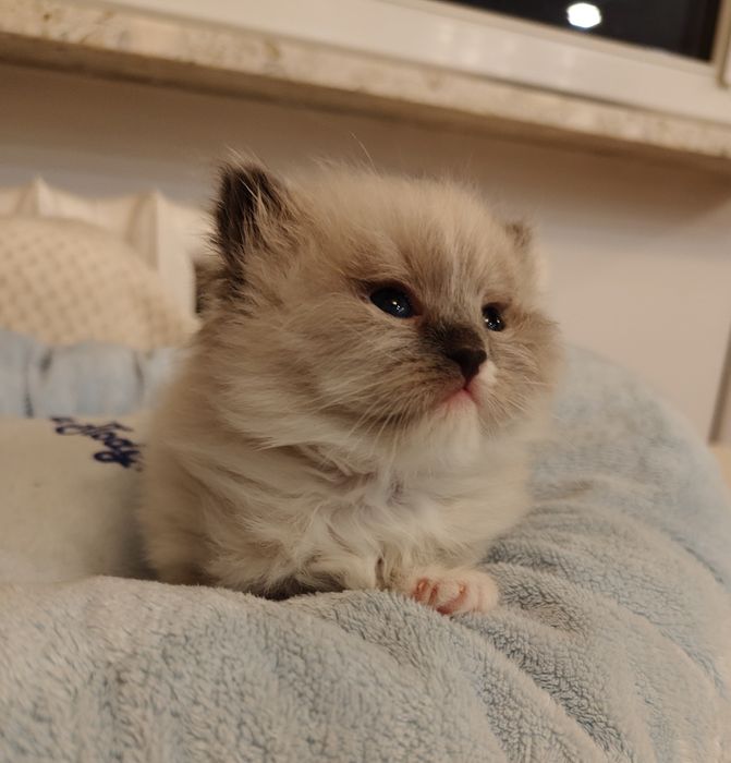 Kocieta Neva Masquerade  PZF WCF po International Champion