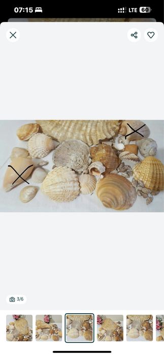 Морські мушлі для декору, для акваріуму