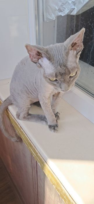 Хлопчик Девон-рекс