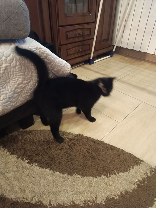 Oddam czarna kotkę.