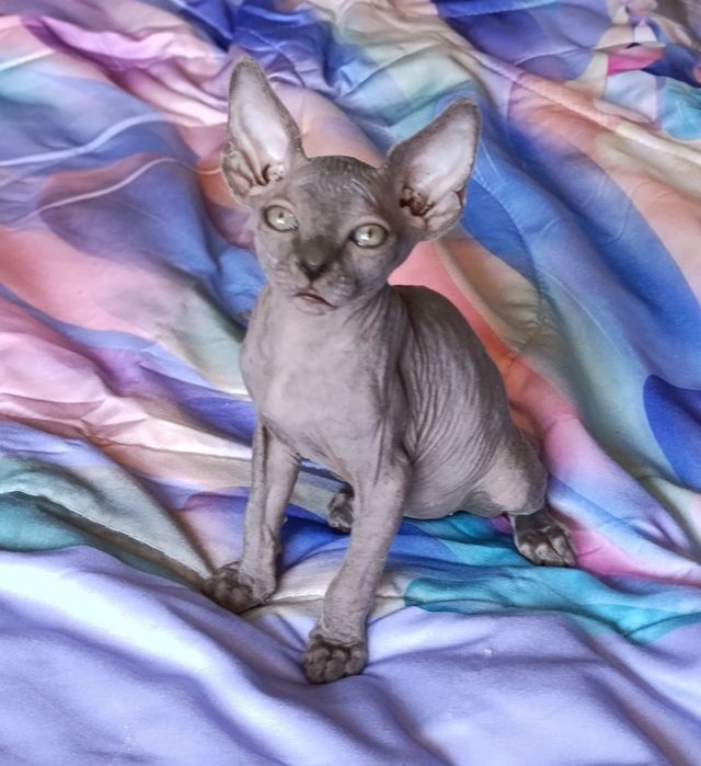 Котята сфинкс. Мальчик и девочки
