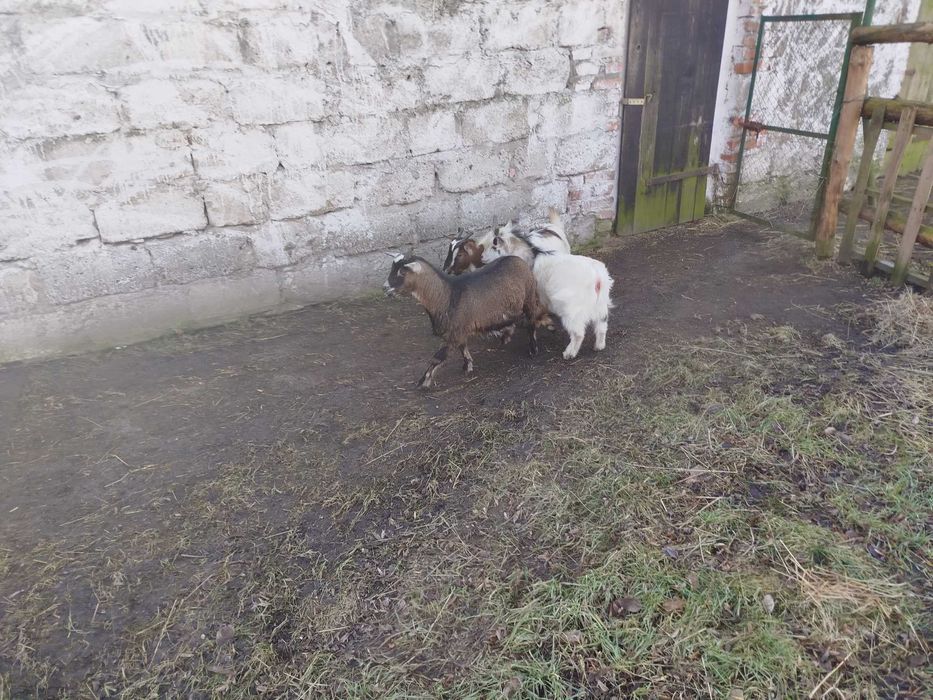 kozki miniaturowe /karłowate/ jeden plus dwie