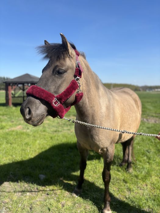Konik polski klacz