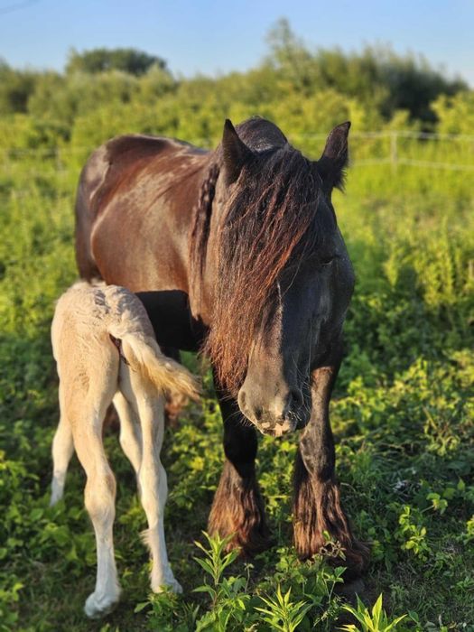 Gypsy cob nie tinker