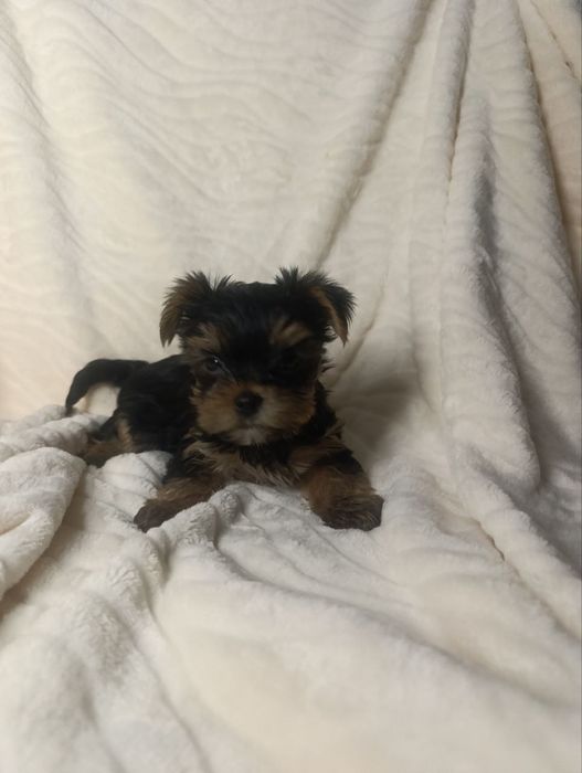 Йоркширський тер'єр