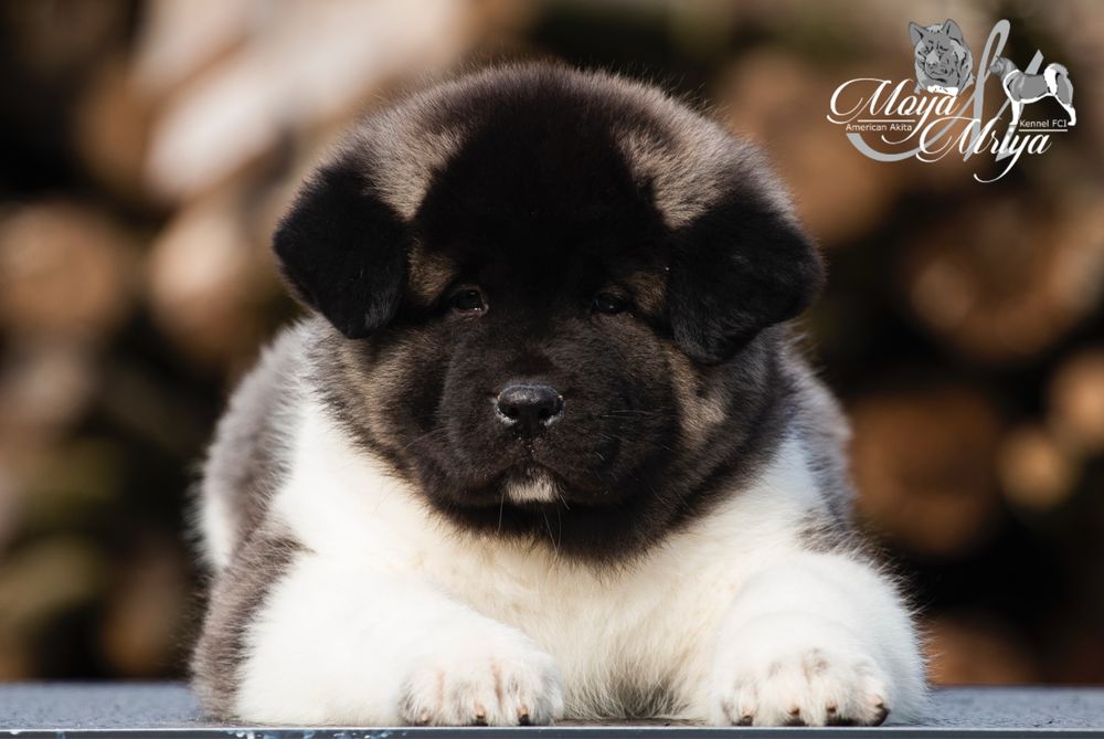 Амриканська акіта/ американская акита/ american akita