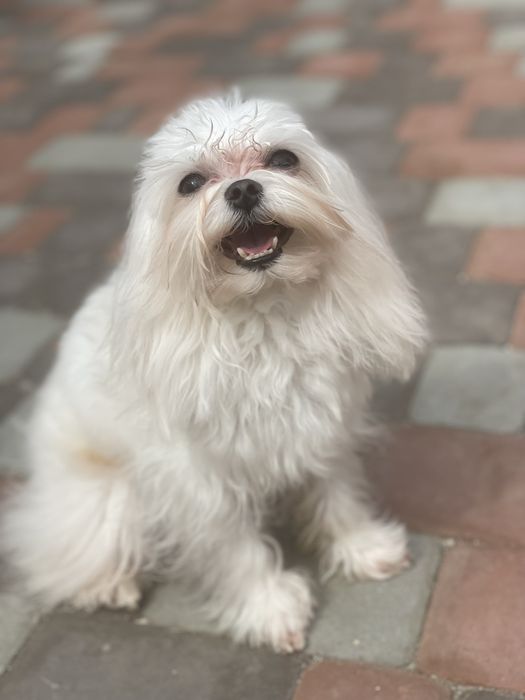 вязка мальтізе міні