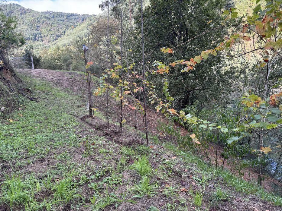 Terreno em Louredo, Vieira do Minho