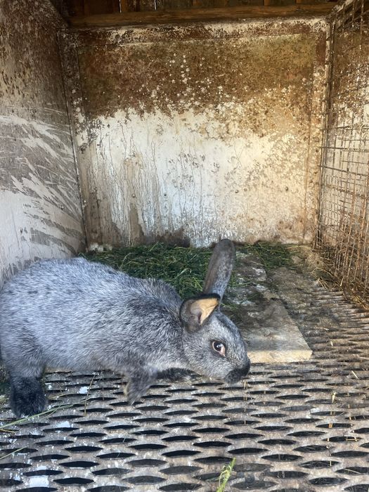 Полтавське срібло. Кроличка. Самка.