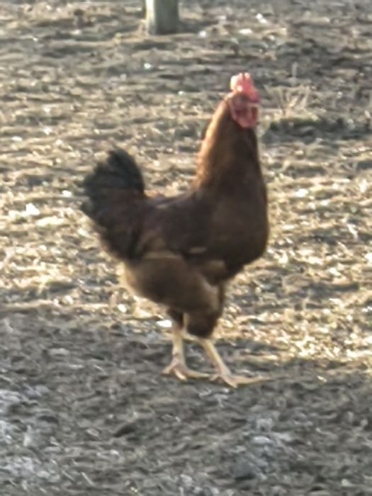 Koguty sprzedam Duży wybór