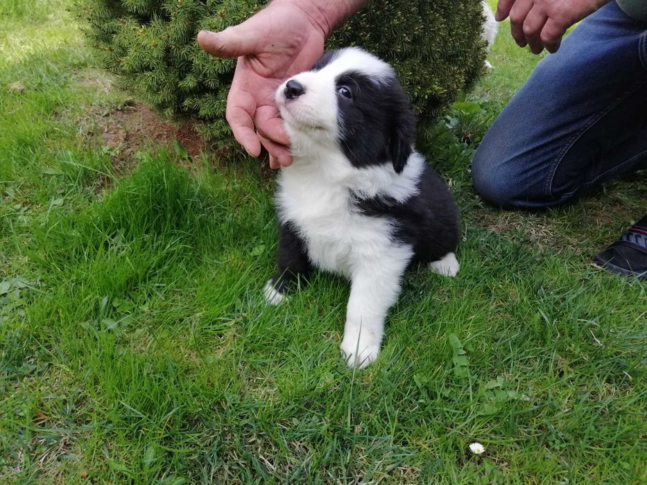 Piesek Border collie