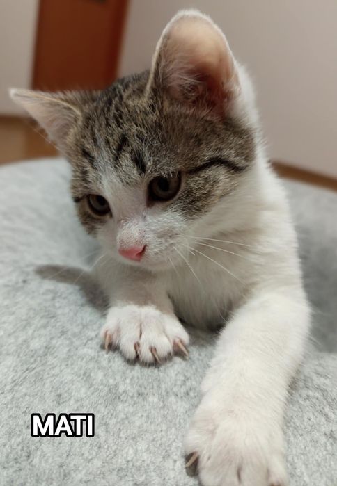 Szukamy odpowiedzialnych, kochających domów dla trzech kocich braci:
M