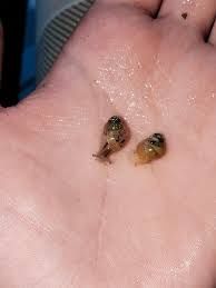 Равлики, улитки, ахатіни, achatina