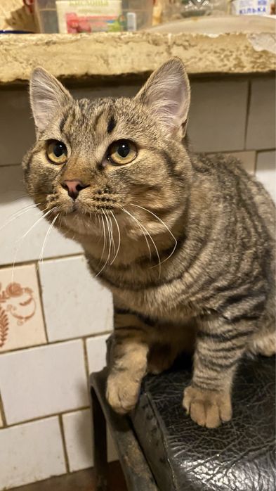 Котик 5-6 месяцев