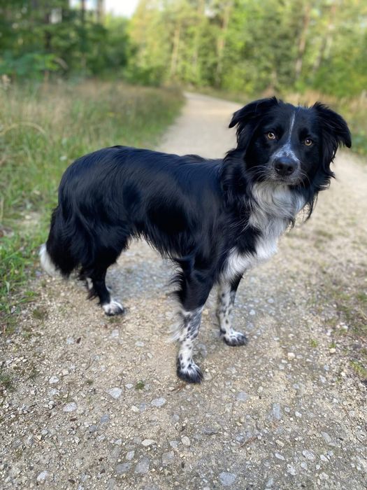 Rufus Border Collie szuka domu!