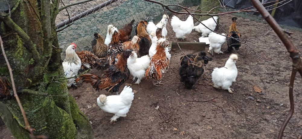 Kury, koguty, silki, czubatki, sułtany